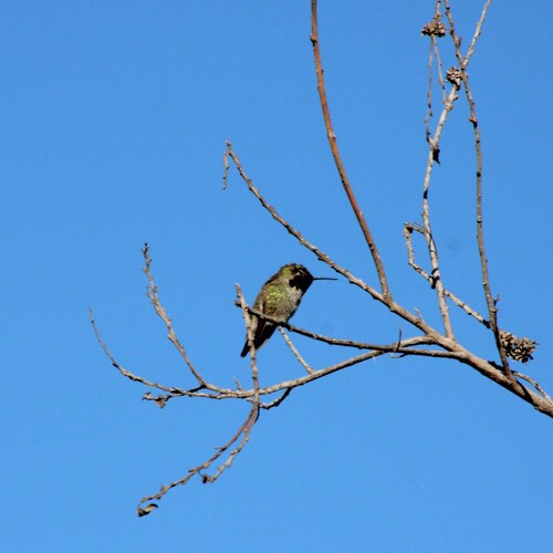 iNaturalist observation photo of Anna's Hummingbird