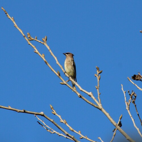 iNaturalist observation photo of Cedar Waxwing