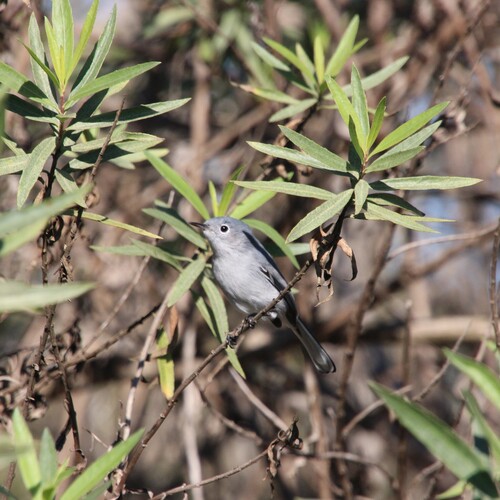 iNaturalist observation photo of Blue-gray Gnatcatcher