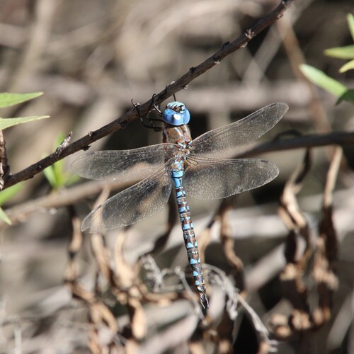 iNaturalist observation photo of Blue-eyed Darner