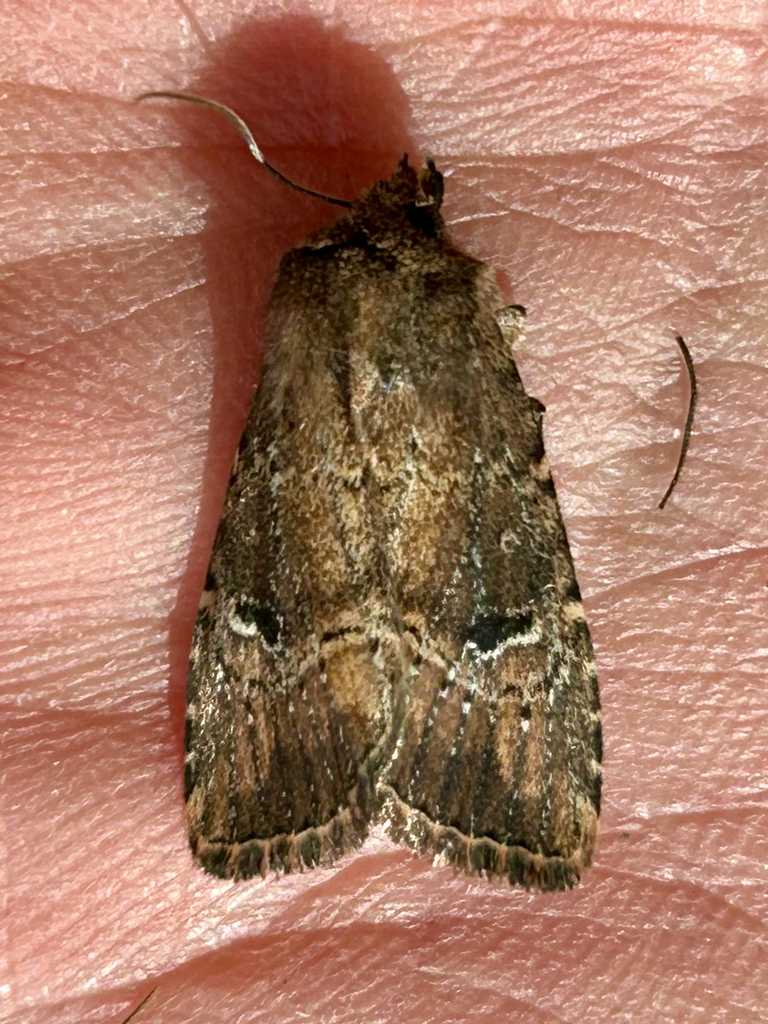 United Cutworm