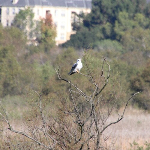 iNaturalist observation photo of White-tailed Kite