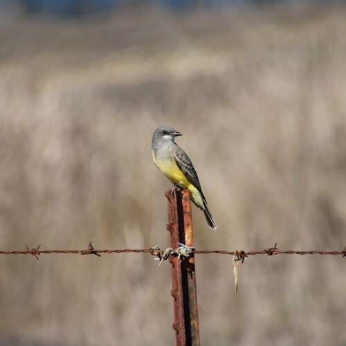 iNaturalist observation photo of Cassin's Kingbird
