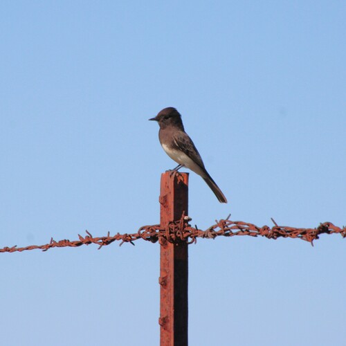iNaturalist observation photo of Black Phoebe