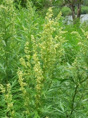Artemisia vulgaris kamtschatica