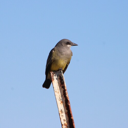 iNaturalist observation photo of Cassin's Kingbird