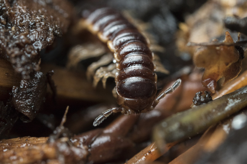 Greenhouse Millipede, photo 9 of 10