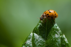 Harmonia axyridis