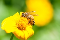 Apis mellifera