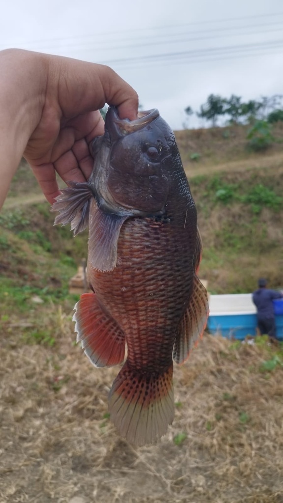 Pacific fat sleeper (Dormitator latifrons) — Eleotridae