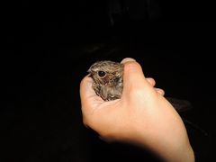 Nyctiprogne leucopyga