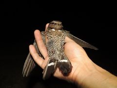 Nyctiprogne leucopyga