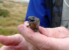 Alpine She-Oak Skink photo 4