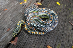 Chrysopelea paradisi