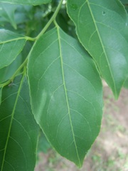 Casearia sylvestris