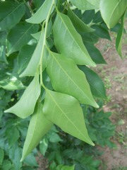 Casearia sylvestris