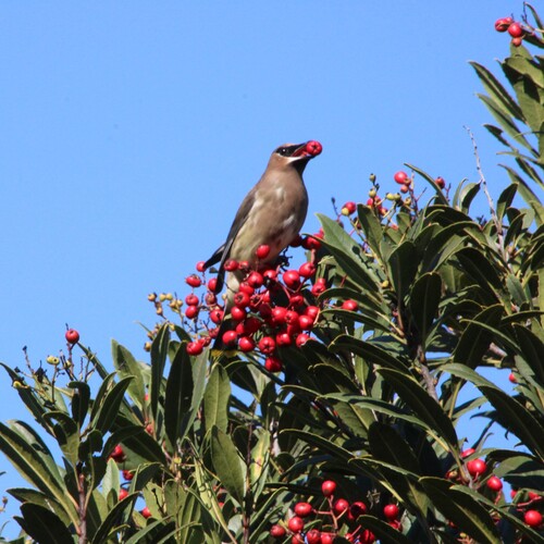 iNaturalist observation photo of Cedar Waxwing