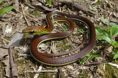 Dendrelaphis caudolineatus