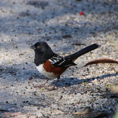 iNaturalist observation photo of Spotted Towhee