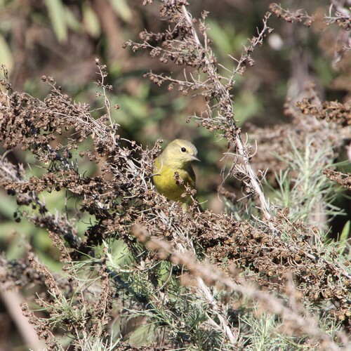 iNaturalist observation photo of Orange-crowned Warbler