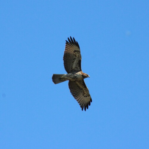iNaturalist observation photo of Red-tailed Hawk