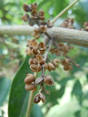 Zanthoxylum sprucei