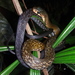 Black Copper Rat Snake - Photo (c) Tommy, some rights reserved (CC BY-NC), uploaded by Tommy