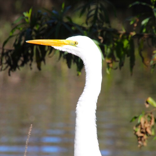 iNaturalist observation photo of Great Egret