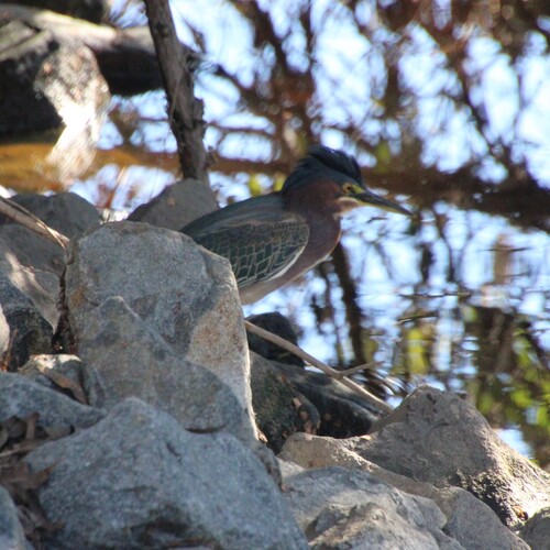 iNaturalist observation photo of Green Heron