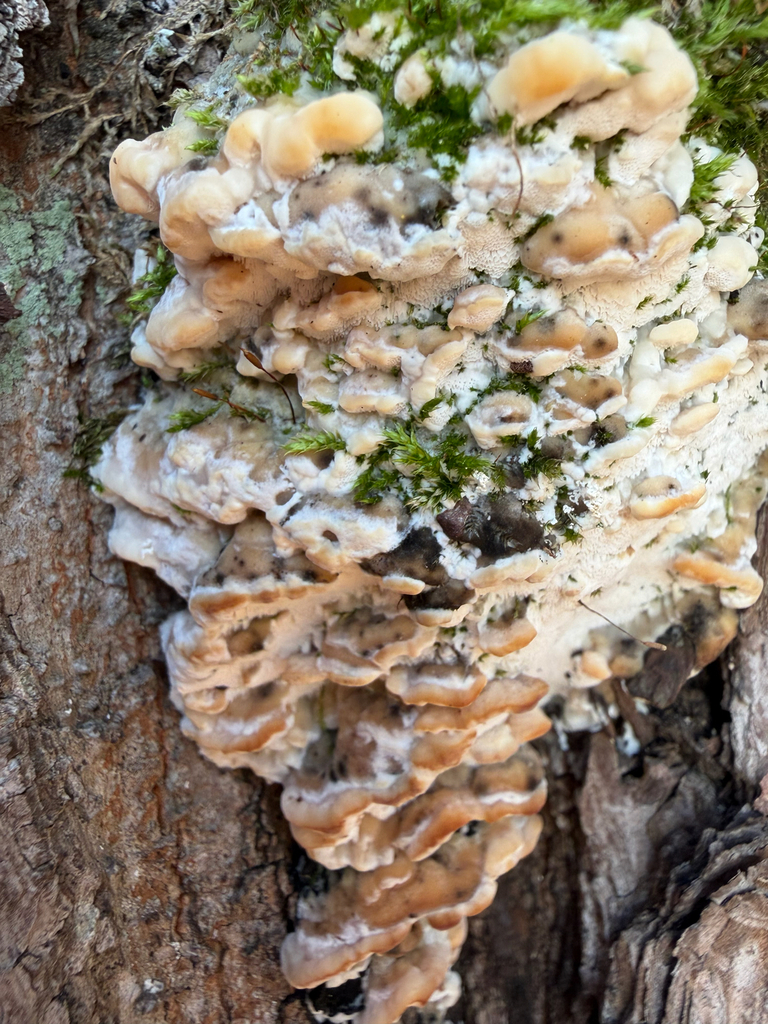 Rigidoporus populinus · November 2025 · photo: © t-mu (iNaturalist, cc-by)