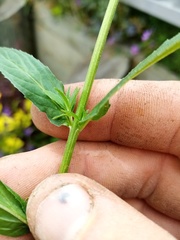 Epilobium obscurum