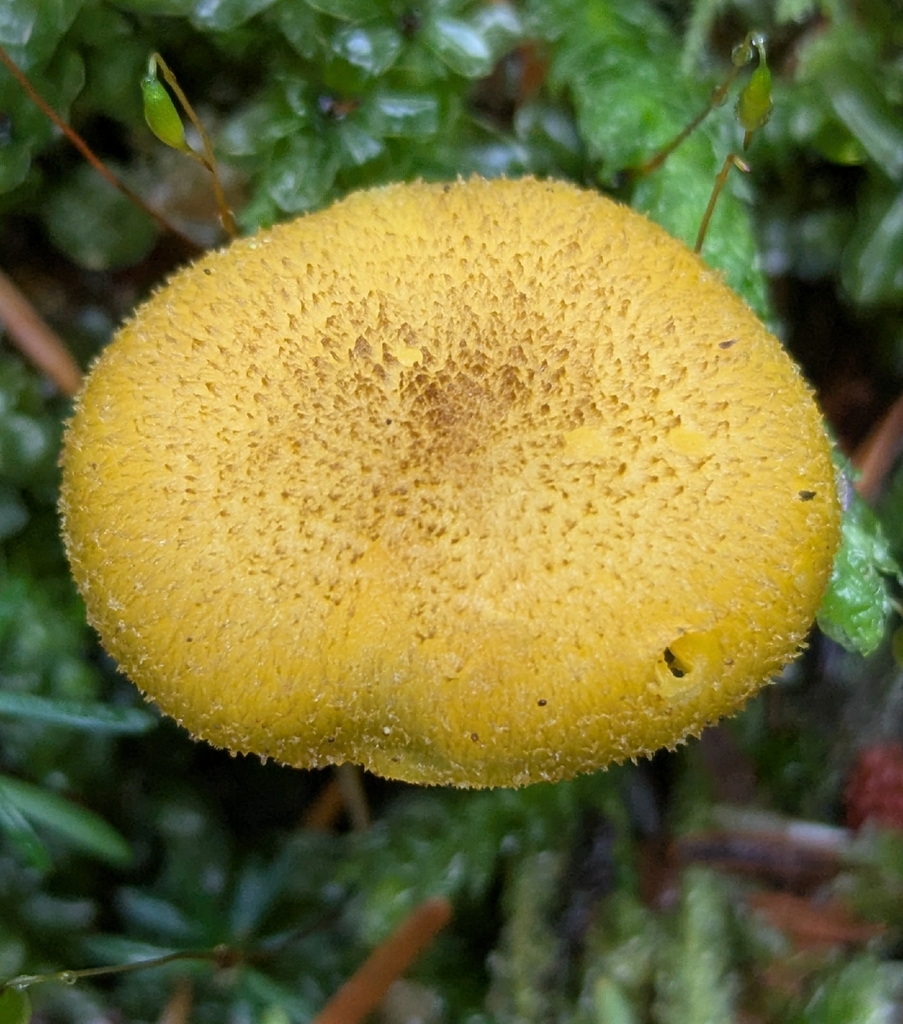 Tricholomopsis sp. 'decora-PA01'