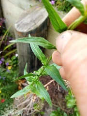 Epilobium obscurum