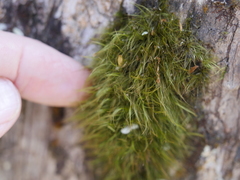 Dicranoloma menziesii