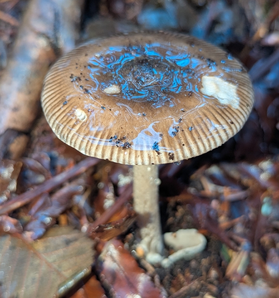 Amanita constricta · November 2025 · photo: © benkeen (iNaturalist, cc0)