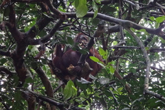 Pongo pygmaeus morio