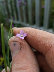 Epilobium obscurum