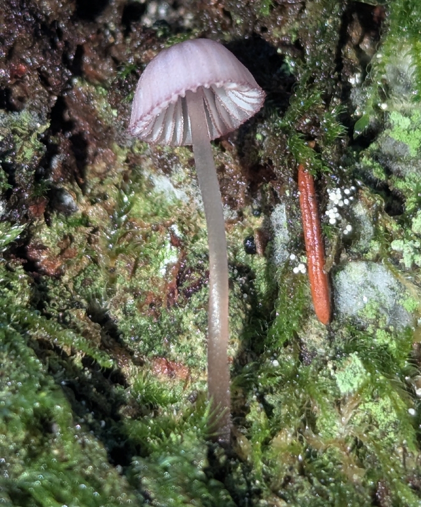 Mycena purpureofusca · November 2025 · photo: © benkeen (iNaturalist, cc0)
