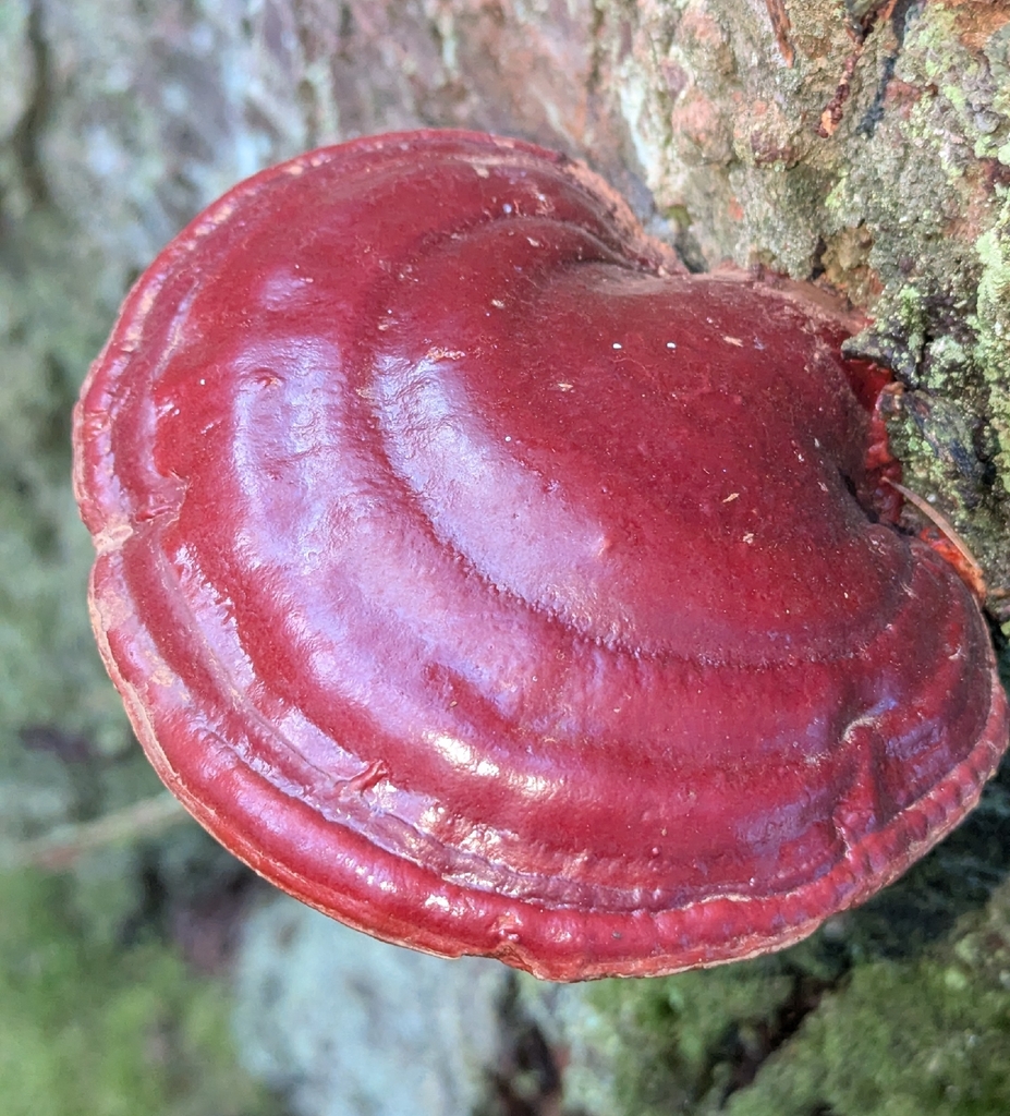 Ganoderma oregonense · November 2025 · photo: © benkeen (iNaturalist, cc0)