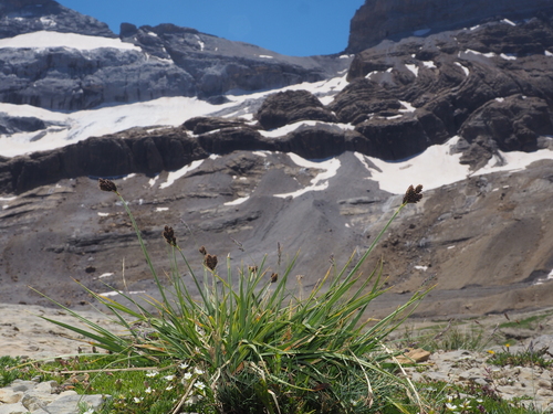 Carex parviflora Host