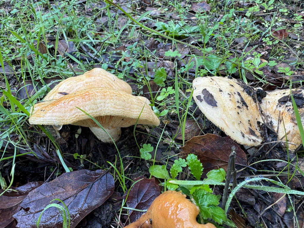Lactarius alnicola · November 2025 · photo: © wildflowerwatching (iNaturalist, cc-by)