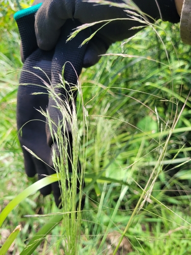 Agrostis avenacea iNat (1)
