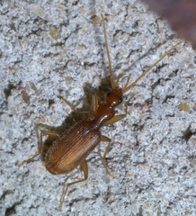 Pseudaptinus