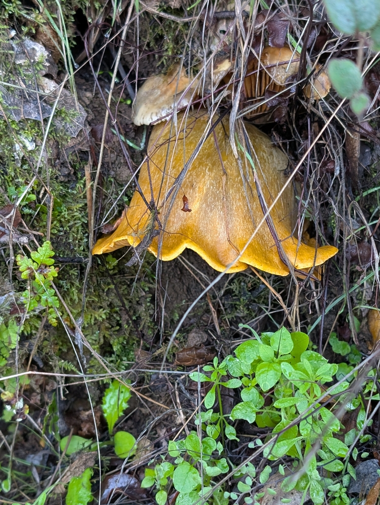 Omphalotus olivascens · November 2025 · photo: © elonicera (iNaturalist, cc0)