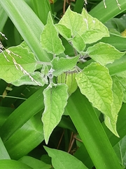 Physalis peruviana