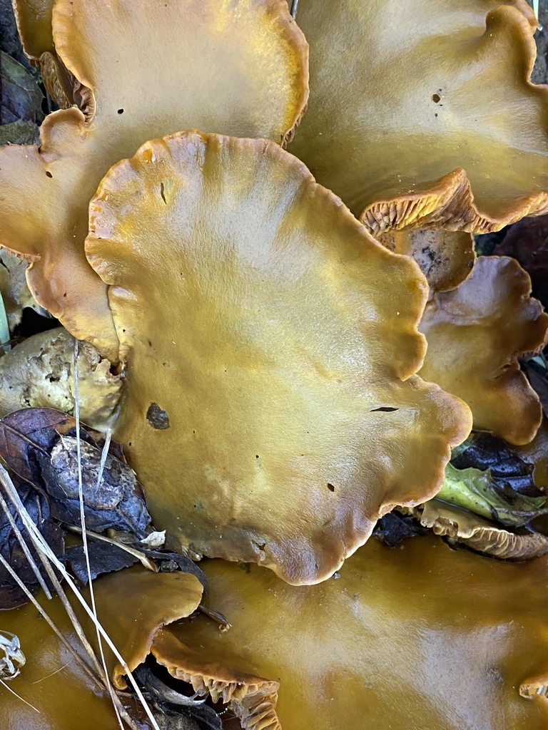 Omphalotus olivascens · November 2025 · photo: © ingorenner (iNaturalist, cc0)