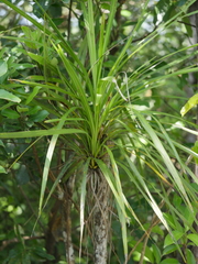 Cordyline pumilio
