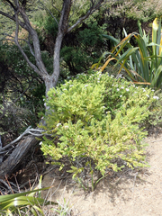 Veronica diosmifolia
