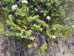 Veronica diosmifolia