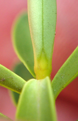 Veronica diosmifolia